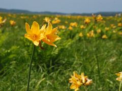 エゾカンゾウで一面がお花畑のサロベツ原野（北海道）