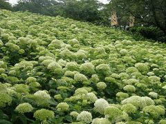 幸手権現堂のあじさいに酔う・・・上