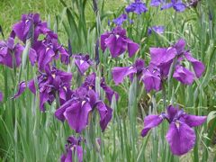 百年公園の花菖蒲は・・・・