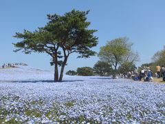 茨城・ひたち海浜公園　