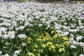 2014梅雨、庄内緑地公園の花菖蒲(2/10)：花菖蒲祭り、哀愁桜、誰が袖、舞姫、立待月