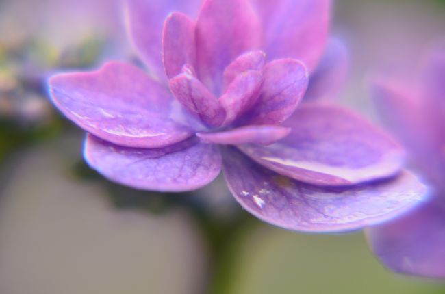 梅雨の合間の紫陽花散歩　　横浜イングリッシュガーデン