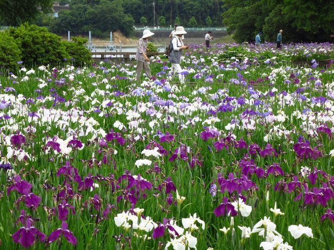 予定の無い休日は、お昼頃までTV見てますが、ポケ〜とみてたローカルニュースで「菖蒲見頃で〜す」と程近くの公園の映像が。。。<br />行ったことナイ。ミタことナイ・・・完全ノーマークのポイントに早速出かけて参りました。行ってミタら、キレイでビックリです。<br />モチロン入園無料です。<br /><br />bingo、備後人歴６年余り、まだまだ修行が足りまへんな。何時まで経っても銀二貫・・・貯まりまへん＾＾<br /><br />