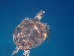 マタキング島　シュノーケリング編