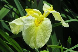 2014梅雨、庄内緑地公園の花菖蒲(4/10)：美吉野、駒繋、金星、長井小紫、青岳城、西行桜