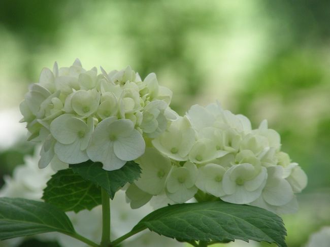 今にも雨が降りそうなこの日、紫陽花やしょうぶは見ごろではと出かけてみました。<br /><br />紫陽花は幸手権現堂が近いので家内と出かけることに・・・<br /><br />権現堂のあじさいは種類も多く咲きはじめの憂い憂いしいあじさいに魅了され堪能しました。<br /><br />　幸手権現堂のあじさいに酔う・・・上<br />※幸手権現堂のあじさいに酔う・・・下<br /><br />