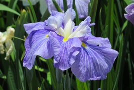 2014梅雨、庄内緑地公園の花菖蒲(5/10)：長生殿、出羽の里、藤絞り、華厳の滝、飛千鳥