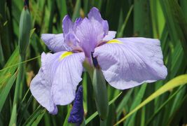 2014梅雨、庄内緑地公園の花菖蒲(7/10)：出羽の里、春雨、竹取姫、舞姫、尾上の桜