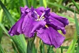 2014梅雨、庄内緑地公園の花菖蒲(8/10)：名札が確認できなかった花等です