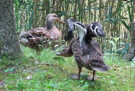 2014梅雨、庄内緑地公園の花菖蒲(10/10)：公園で出会った野鳥さん達