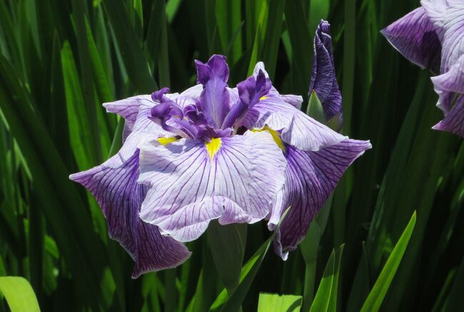 2014梅雨、庄内緑地公園の花菖蒲(9/10)：伊豆の海、喜久鳥、竹取姫、公園の樹木紹介