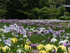 この時期はお得！花菖蒲・アジサイ・スイレン３種類楽しめました　【佐倉城址公園2014年6月】