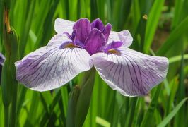 2014梅雨、鶴舞公園の花菖蒲(4/5)：金冠、新浜扇、神楽獅子、三筋の糸、鎧武者、舞猩々