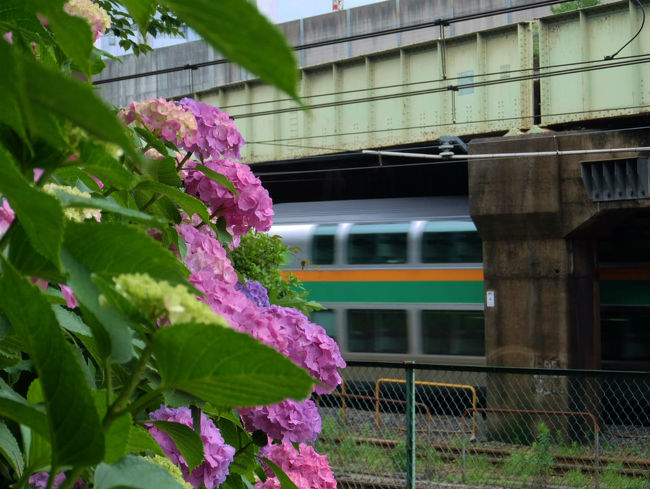 京浜東北線　上中里駅から王子駅の線路沿いに咲く紫陽花<br /><br />　電車の乗客の目を楽しませてくれます。