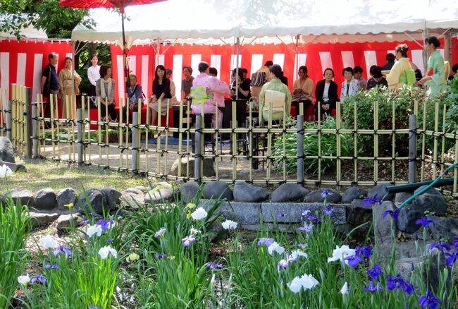 2014梅雨、鶴舞公園の花菖蒲(2/5)：茶席、新朝日雪、石橋、花月夜、袖娘