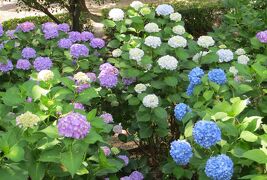 2014梅雨、鶴舞公園の花菖蒲(5/5)：バラ園、アジサイ散歩道、額アジサイ、西洋アジサイ