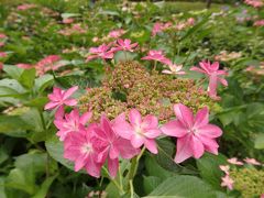 紫陽花の咲く三室戸寺へ