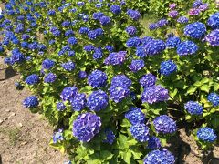 なばなの里へ「あじさい・花しょうぶまつり」を見に行こう