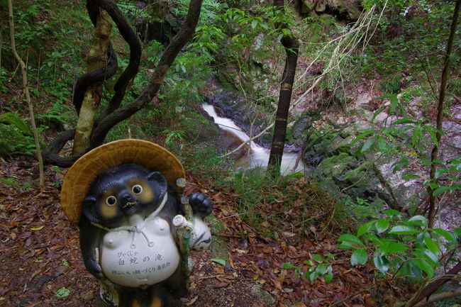 滝めぐりの続編です。今回は滋賀県の甲賀にある鶏鳴の滝を訪れました。<br /><br />とても静かな場所で、所々に信楽焼のたぬきが置いてありました。<br /><br />勝手に「ポン太郎」と名前をつけて記念に滝と撮影してあげました。<br /><br />ここの滝は大小あわせて８つからなり、初音の滝・垂尾の滝・白神の滝・<br /><br />鶏鳴の滝・白蛇の滝・白布の滝・岩しだれの滝・神有の滝から成ります。<br /><br />なかでも一番の迫力で豪快な流れを見せてくれる鶏鳴の滝は、<br /><br />高さ１３ｍ、幅１１ｍの規模で、こちらの滝群の中では最も魅力的でしょう。<br /><br />鶏鳴の滝のいわれとして、元日の朝に古寺より黄金の鶏が鳴き幸をもたらすとかで・・・。<br /><br />まぁ、とにかく見ていて飽きない水流でした。<br /><br />こちらの滝へのアクセスは駐車場（無料）もあり、そこから徒歩５，６分です。<br /><br />岩場には苔も生えているので、通行するときは滑らないように気をつけましょう。<br /><br />あと、簡易のトイレが１つだけありました。<br /><br />その横に滝から引き入れた水道がかけ流しされていて、冷たくて気持ち良かったです。<br /><br />飲料用ではないと思ったので飲みませんでした。<br /><br />どうぞ、この時期の緑の鮮やかさと滝の流れをご堪能ください。