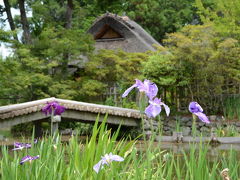 花菖蒲・紫陽花・梅の実・ホ・タ・ル！2014年