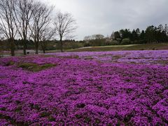 GW　１泊２日　富士芝桜まつり　山中湖花の都公園（２）