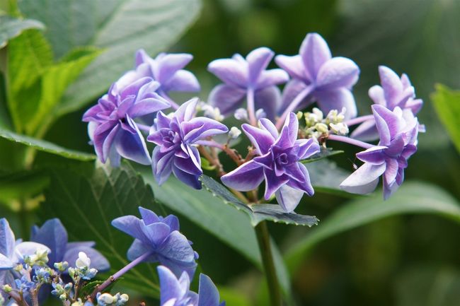 菖蒲を見に加茂花菖蒲園にドライブ。　新東名からすぐの場所にあった。　入園料：1500円払う。　最初は菖蒲だけで高いな〜と思ったが色んな花が栽培されていた。　紫陽花はサブ程度かなと気楽に散策していたら、巷にある○○紫陽花なんか相手にならないのではと感じたね。　そこで菖蒲は後回しで紫陽花から。