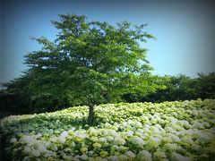 雲上の木 ／アナベルが織りなす天空の世界【2014  権現堂 紫陽花さんぽ】