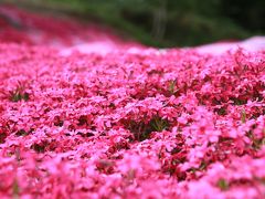 ぷらっと札幌　芝桜でへべれけ～♪