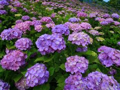 三重　かざはやの里の紫陽花