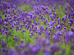 福井　花めぐり～北潟湖 花菖蒲園、三国ラベンダーファーム、ゆりの里公園、大安禅寺