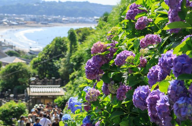 前回の明月院の紫陽花に続き、今回本命としていた長谷寺の紫陽花を鑑賞する旅に出ました。<br />偶然にも前回明月院に行った日のほぼ同じ時間に4トラメンバーのこどもの隠れ家さんも明月院に行っていたので、長谷寺の混み具合の情報も聞けました。<br />それで、今回長谷寺で並ぶのは嫌なので朝の7:30に長谷寺に到着できるように自宅を出発し長谷寺→成就院→江の島へと小田急の江の島鎌倉フリーパスを購入し、ぶらり旅へ<br /><br />