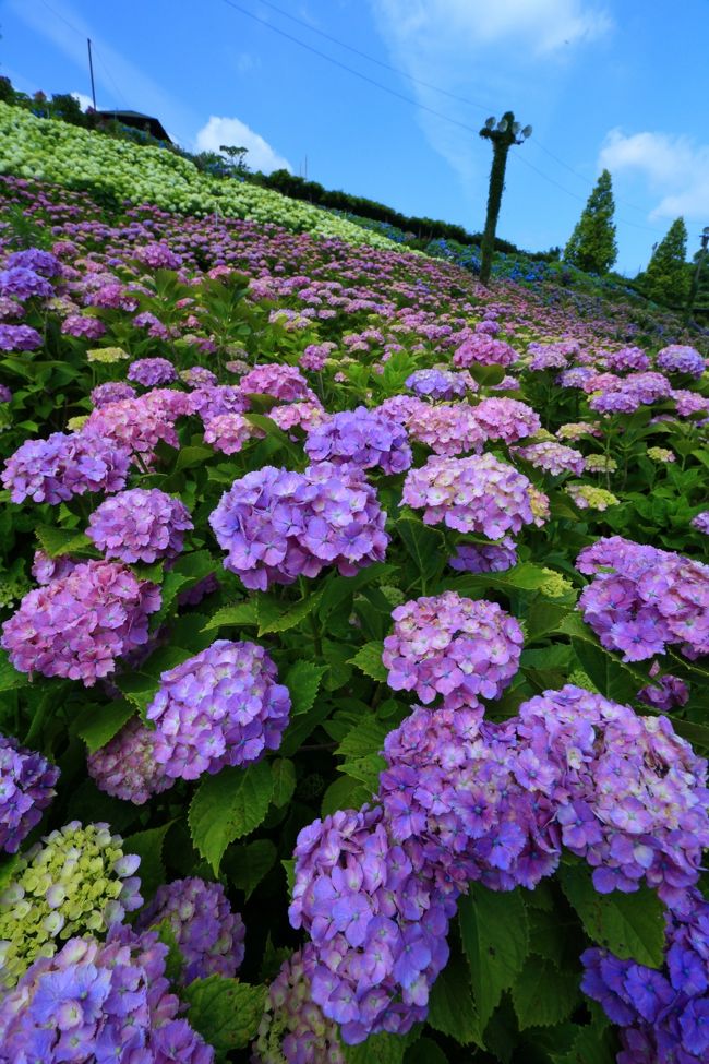 五月晴れの土曜日は紫陽花が見頃を迎えた津の「かざはやの里」へ。