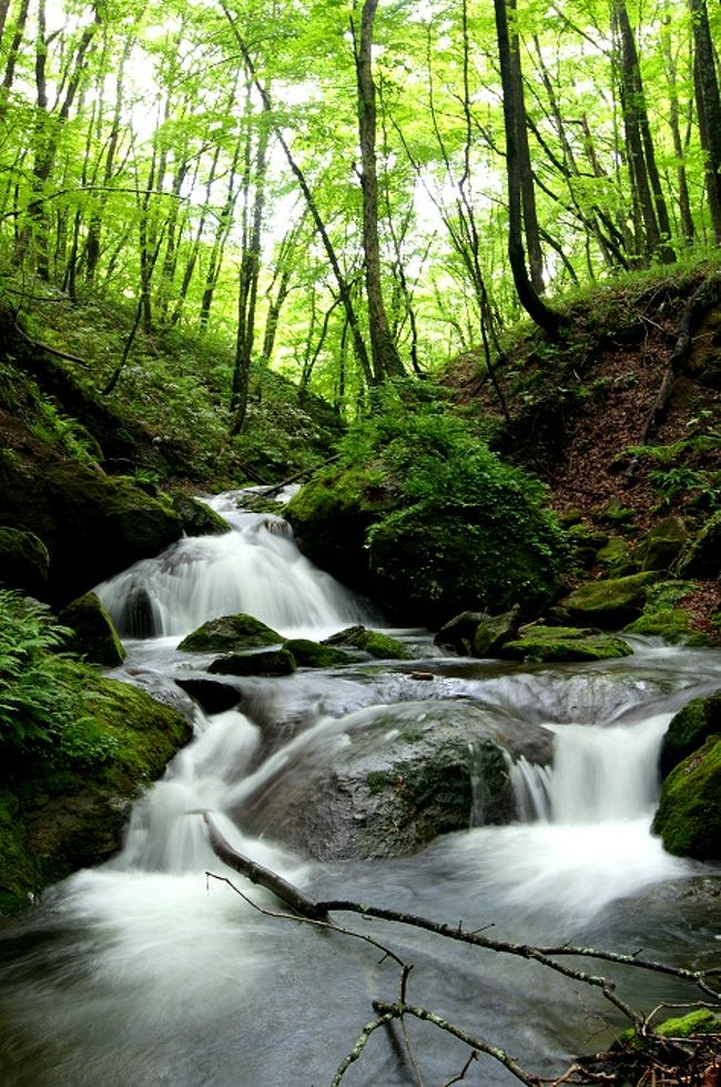 ☆福島県の季節の移り変わりを山野草や風景を中心に紹介している「福島・四季・彩々」<br />このシリーズも回を重ねもうＰａｒｔ,３２です。<br />福島原発事故では残念ながら実質被害以上に福島県のイメージが悪くなってしまいました。<br />事故現場周辺は確かに未だ終息とは言えませんが、<br />その他の地域は以前と変わらない福島県のままです。<br />ありのままの姿をコツコツと発信し、以前と変わらぬ美しい福島の自然を知っていただけたらと思います。<br /><br />※写真＆記事は日々連載中です。<br /><br /><br />