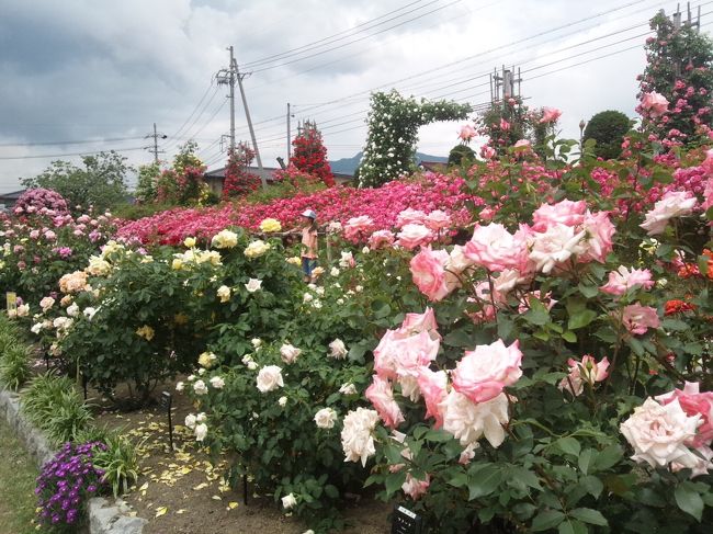 表紙は中野市「一本木公園」です。<br />薔薇が見頃になったので、行ってみました。
