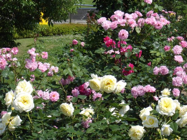 　梅雨の合間の昨日（6月15日）は晴天で爽やかな一日だった。午後から、市内の公園で「薔薇まつり」をしていたので、妻と二人で出かけた。公園でも、街中の小さな公園ではない。長岡市には広大な国営越後丘陵公園があるのだ。（長岡駅から車で30分）<br />　40年ほど前、越後出身の政治家が首相の時、日本列島改造論を称え、裏日本という言葉を死語とさせた。（私は裏日本という言葉が好きだったので残念）<br />そして、日本海側に関東の大企業を誘致すべく、長岡近郊の丘陵地帯に「ニュータウン」を作る計画に取り組んだのだ。<br />　交通の不便、冬の豪雪の悪条件がバブル経済の崩壊と重なって、計画通りに行かなかった。国は残った地域を国営の公園にしたのである。<br />　さすが、国のやることはデカい。現在は 150haが素晴らしい公園になっているが将来、完成時には400haの広大な公園になるのだそうだ。<br />　この公園に来て、いつも思うことは、雄大で自然との調和が見事なことだ。<br />　今回訪ねた「薔薇まつり」は公園の中のほんの一部にしか過ぎない。200種以上の薔薇が、あちこちと咲き乱れていた。無造作に植えてあるのがいい。バラの背景に見える越後の山々が美しいのがいい。緑の山と、空の青さがそれぞれのバラの色に調和していた。<br />　薔薇は種類が多い。交配して新種の薔薇が作り安いのだそうだ。（桜が種類が多いのはバラ科のため）<br />　美しい薔薇をを眺めていると、不思議な世界へと誘う。私が若い頃、好きだった北原白秋の詩を思い出していた。<br />　「薔薇の木に薔薇の花咲く何の不思議なけれど」