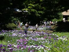 明治神宮の花菖蒲が見頃です