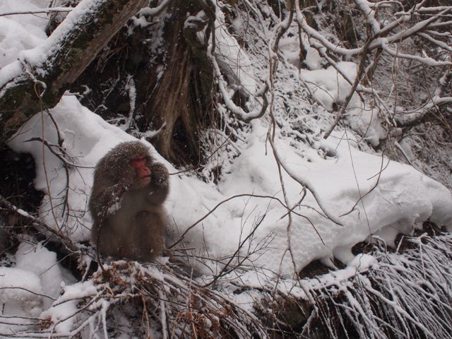『"SNOW MONKEY BEER LIVE(スノーモンキー・ビアライブ)" は、<br />国内トップレベルのブルワリーと、<br />豪華なアーティスト多数が参加して開催される、<br />ビールと音楽のイベントです。』<br />(スノーモンキー・ビアライブHPより)<br /><br /><br />毎年会社に遠慮していましたが<br />今年はどうしても行きたくて<br />3連休を取り初参戦したスノーモンキー・ビアライブ。<br /><br />周りに酔っぱらいしか居ない、<br />クラブとも違った不思議な雰囲気の中でのライブは<br />一度味わったら毎年行かずにはいられない!<br />「また来年も必ず来るね!」と誓ったライブになりました。
