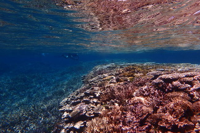 「八重干瀬」ヤビジと呼ばれる宮古列島、池間島の北約５〜２２ｋｍほどに広がる珊瑚礁群。<br />何度も行きましたが最後に行ったのは８年前か？！<br />記憶も定かでないほど・・・<br />もともと海が大好き、水の中にいると幸せ、陸にいると干からびてくる・・・そんな私。<br />子育て、仕事…その他いろんな現実に追われて船に乗る余裕はなかなかありませんでしたが、この度お誘いを受け、久々に行ってきました。<br />やはり噂に聞いていたとおり、白化現象やオニヒトデの被害で、初めて行った１６年ほど前の感動はなかったけれど、<br />それでも素晴らしく、リフレッシュすることができました。<br />宮古には海外にひけをとらない素晴らしい海がまだあります。