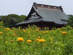 長福寿寺の紅花と野見金公園の紫陽花　2014