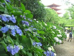 ’１４　東京紫陽花さんぽ１　高幡不動尊編