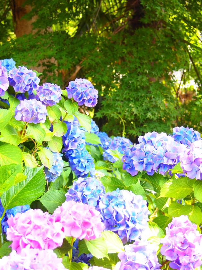 〜咲き競う五万株の紫陽花〜<br />愛知県・蒲郡　形原温泉一帯をしっとりと彩るあじさいの里<br />見頃という事で行って来ました♪