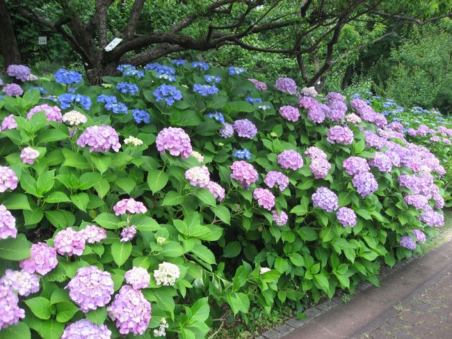 ’１４　東京紫陽花さんぽ２　府中郷土の森博物館編