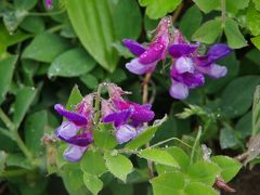 2014初夏の道東・つめたい霧の漂う湿原、岬を歩いて４０種類の花に出会う旅（その2・釧路太平洋岸編）