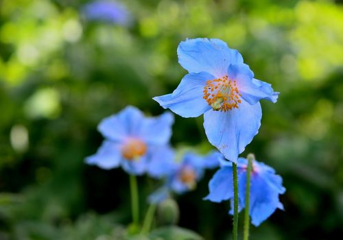 那須連峰の花―色で探せる!花図鑑!