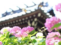 あじさい祭りとレッサーパンダを１日で楽しむ欲張りコース（１）白山神社のあじさい祭り編（前編）あじさい祭りの混雑の中でマクロレンズ一本でねばれるか