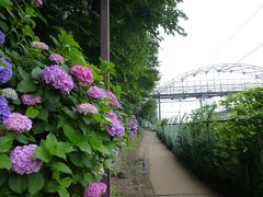 飛鳥山の紫陽花を見に