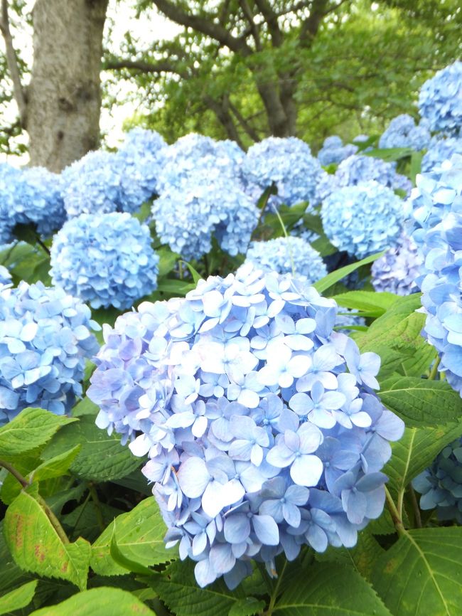 梅雨の時期はお天気も気分もジメジメしがち。。。そんな時にはあえて自然と触れ合ってみよう(*^^)v<br />もう見ごろを迎えている紫陽花を見に行ってみよう♪　今日は雨が降ったり止んだり…　「雨にぬれている紫陽花も良いもんだ！」と自分に言い聞かせて出かけました。<br />平荘湖にこんなに綺麗に咲いているとは思いもよりませんでした。<br />紫陽花しか出てこない旅行記ってどうよ?!　と思いつつまとめてみました。