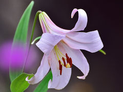 みたけの森のササユリ＆みのかも健康の森の山法師 