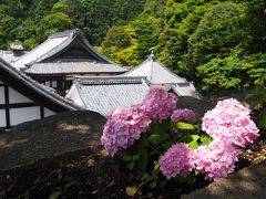 京都・西山、アジサイをもとめて楊谷寺へ