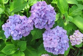 2014梅雨、三好公園の紫陽花(3/4)：三好池、池の周りの紫陽花